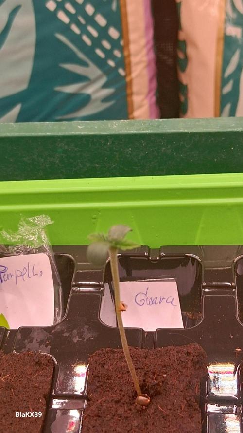 Guava Runtz Auto - Champion Line 🏆. Week 0