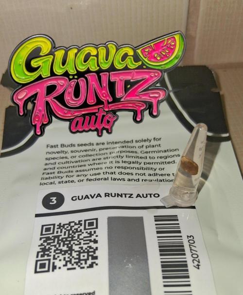 Guava Runtz Auto - Champion Line 🏆. Week 0