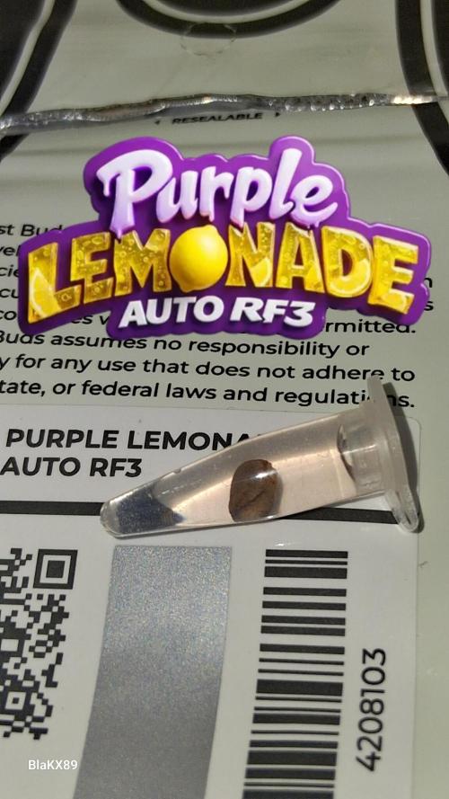 Purple Lemonade Auto RF3 😈🥤3️⃣. Week 0