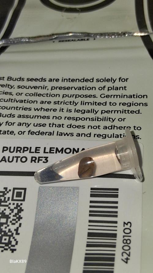 Purple Lemonade Auto RF3 😈🥤3️⃣. Week 0