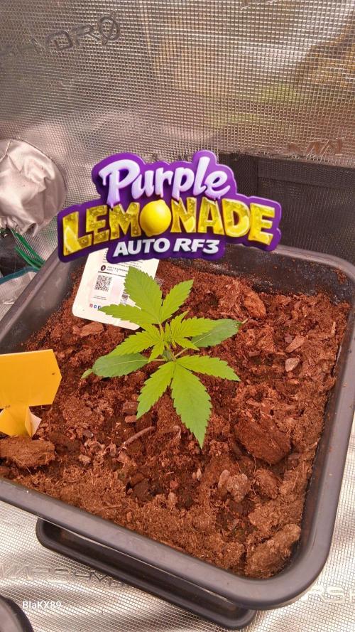 Purple Lemonade Auto RF3 😈🥤3️⃣. Week 1
