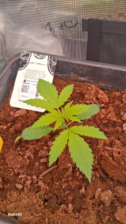 Purple Lemonade Auto RF3 😈🥤3️⃣. Week 1
