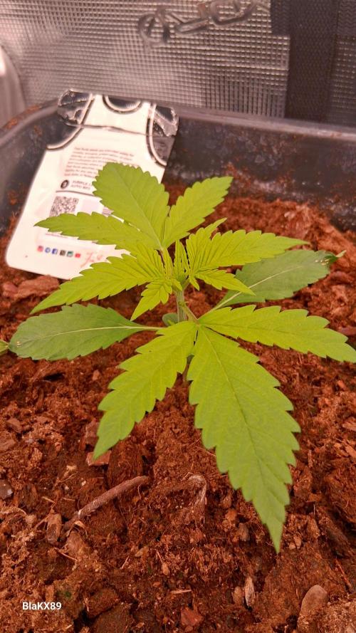 Purple Lemonade Auto RF3 😈🥤3️⃣. Week 1