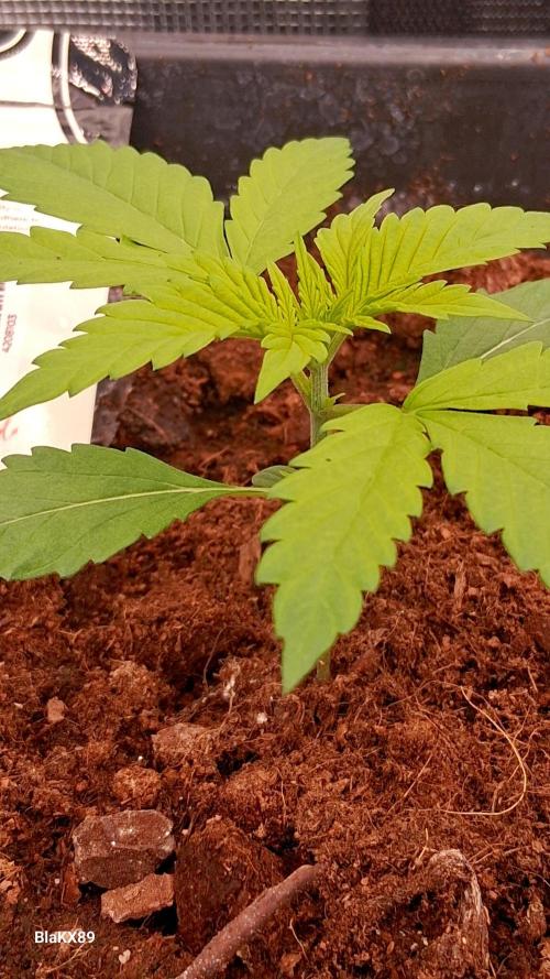 Purple Lemonade Auto RF3 😈🥤3️⃣. Week 1