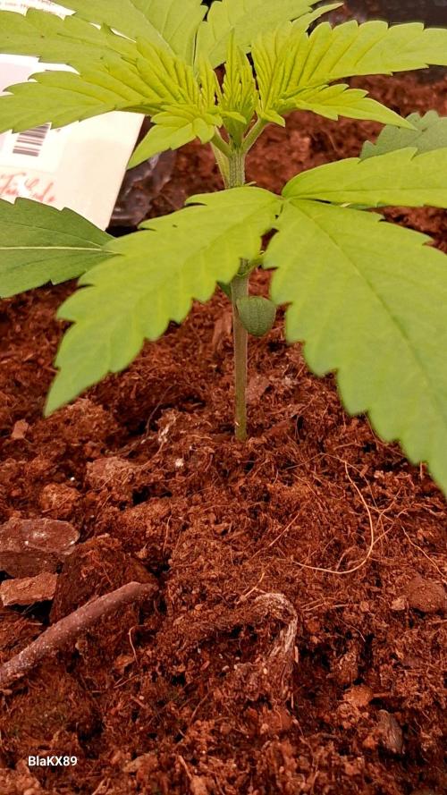 Purple Lemonade Auto RF3 😈🥤3️⃣. Week 1