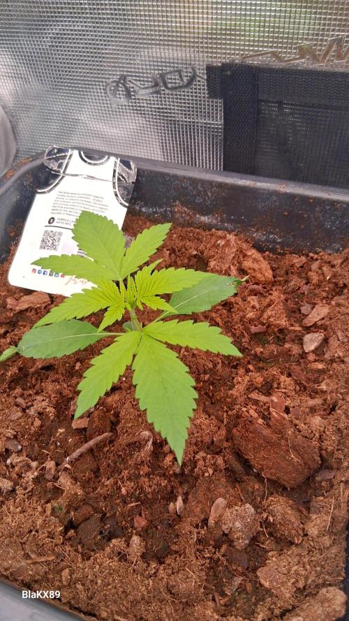 Purple Lemonade Auto RF3 😈🥤3️⃣. Week 1