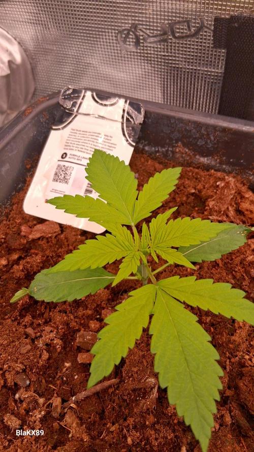 Purple Lemonade Auto RF3 😈🥤3️⃣. Week 1