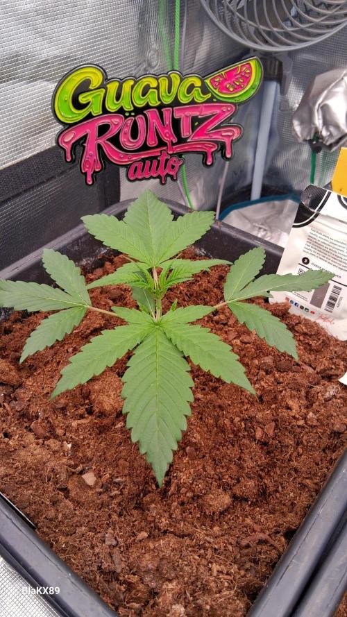 Guava Runtz Auto - Champion Line 🏆. Week 1