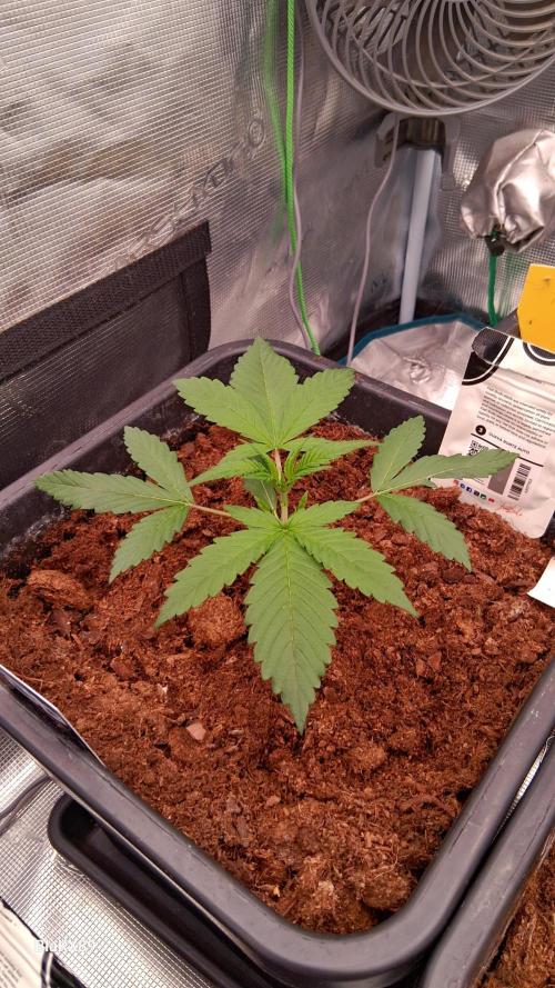 Guava Runtz Auto - Champion Line 🏆. Week 1