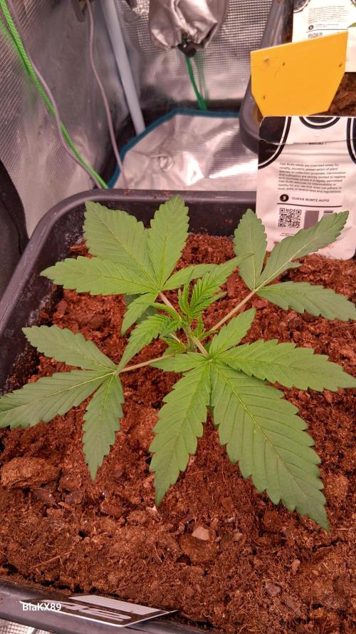 Guava Runtz Auto - Champion Line 🏆. Week 1