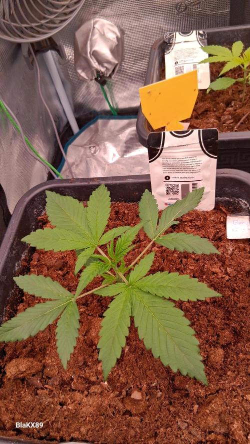 Guava Runtz Auto - Champion Line 🏆. Week 1