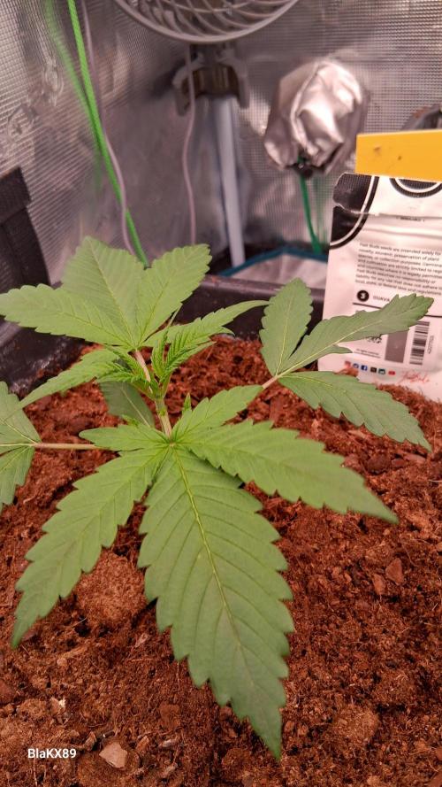 Guava Runtz Auto - Champion Line 🏆. Week 1
