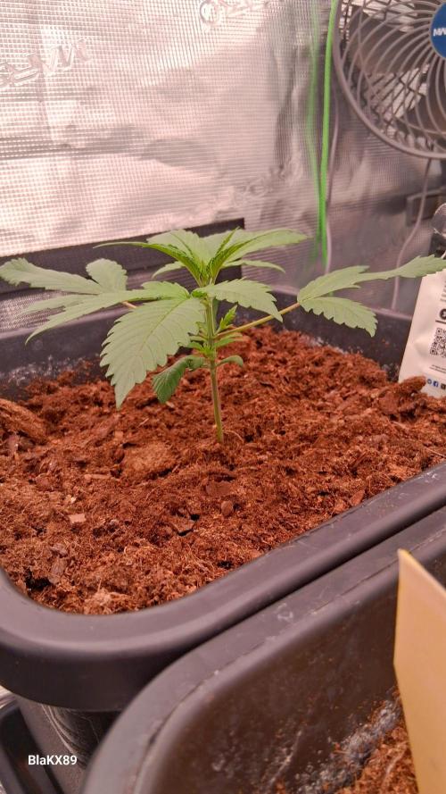 Guava Runtz Auto - Champion Line 🏆. Week 1