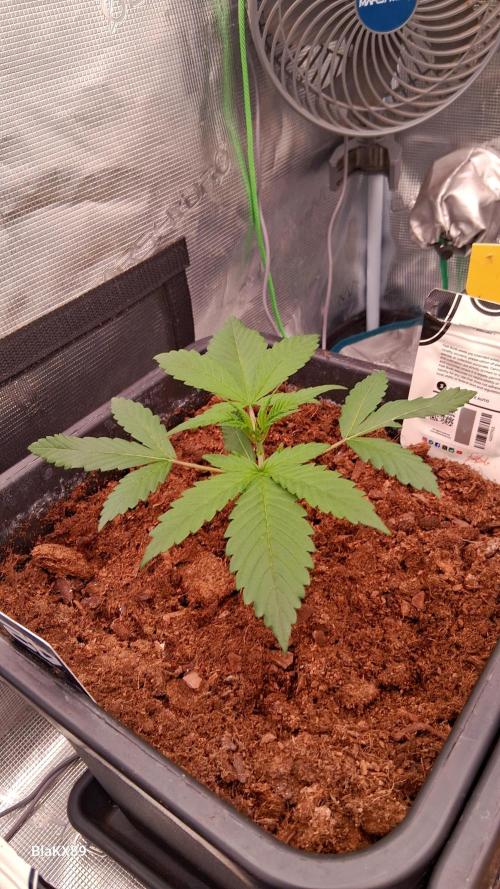 Guava Runtz Auto - Champion Line 🏆. Week 1