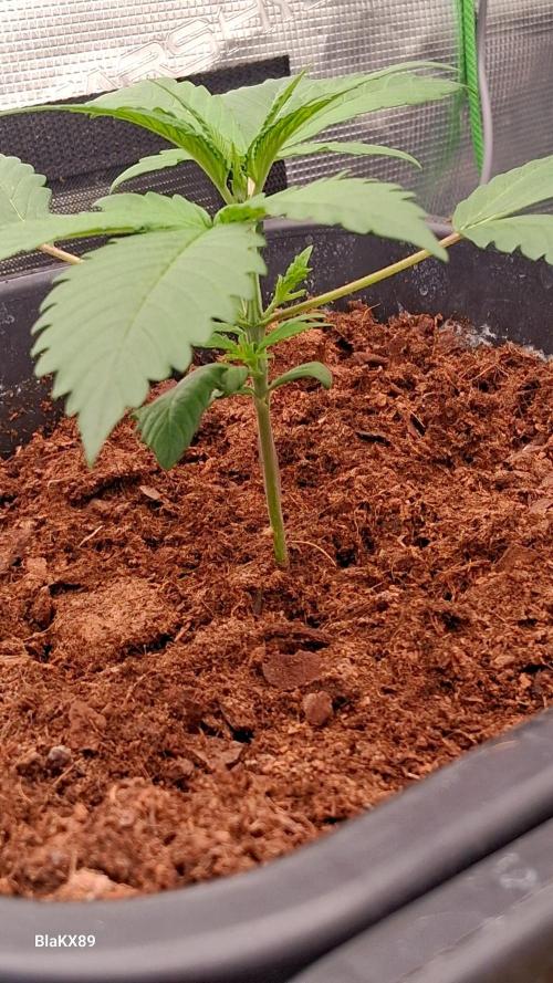Guava Runtz Auto - Champion Line 🏆. Week 1