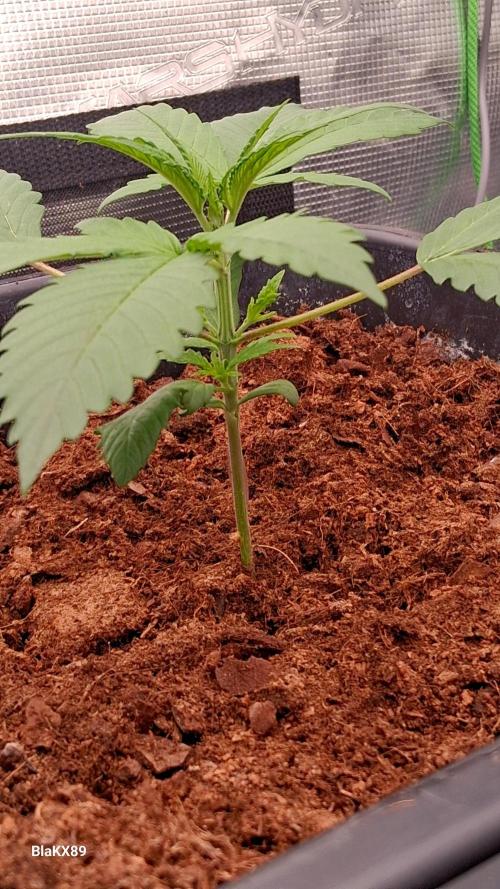 Guava Runtz Auto - Champion Line 🏆. Week 1