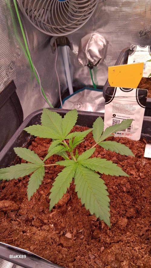 Guava Runtz Auto - Champion Line 🏆. Week 1