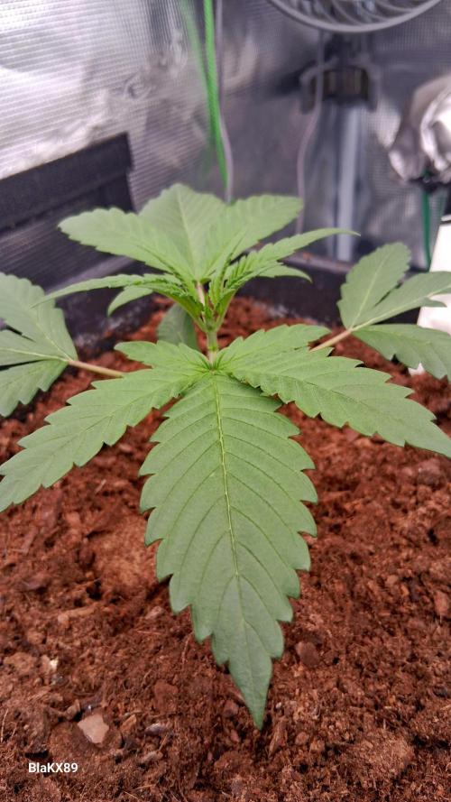 Guava Runtz Auto - Champion Line 🏆. Week 1