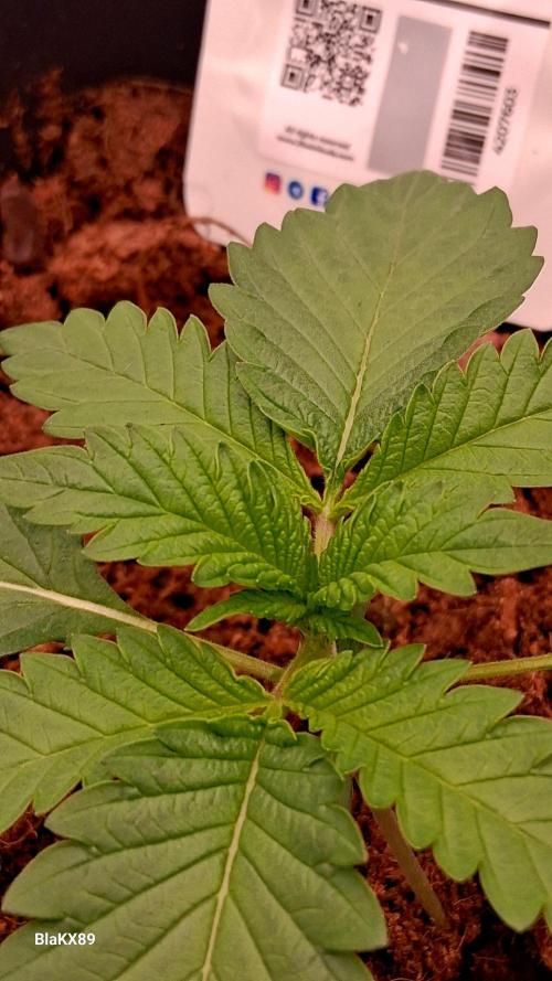 Mendo Frost Auto ❄️ 🏆. Week 1