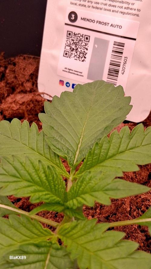 Mendo Frost Auto ❄️ 🏆. Week 1