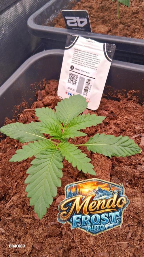 Mendo Frost Auto ❄️ 🏆. Week 1