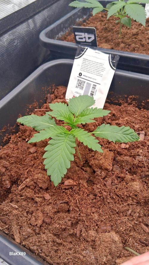 Mendo Frost Auto ❄️ 🏆. Week 1