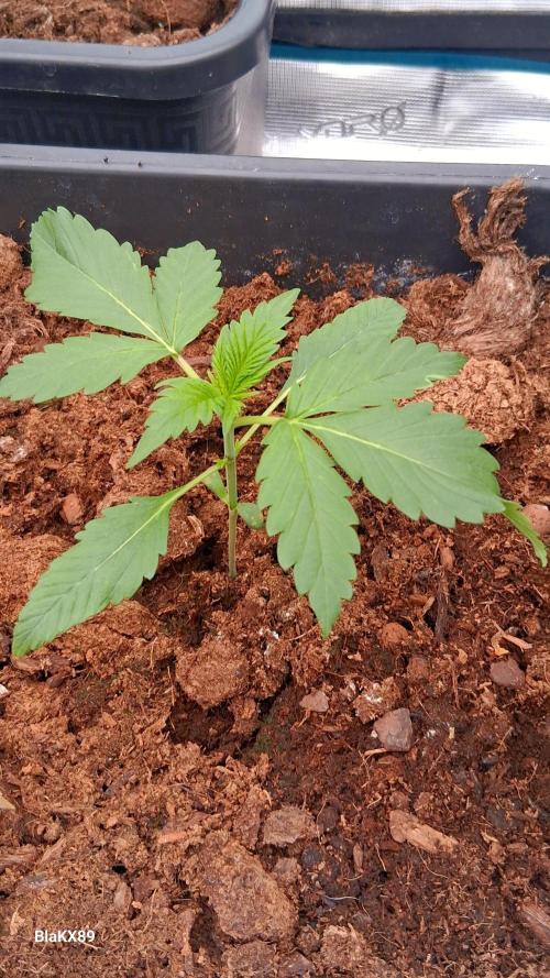 Banana Purple Auto | Paradise Seeds. Week 1