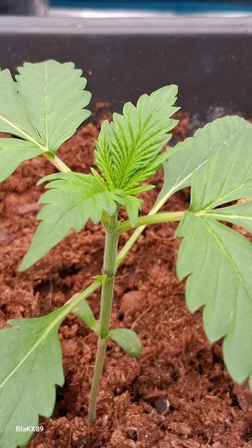 Banana Purple Auto | Paradise Seeds. Week 1