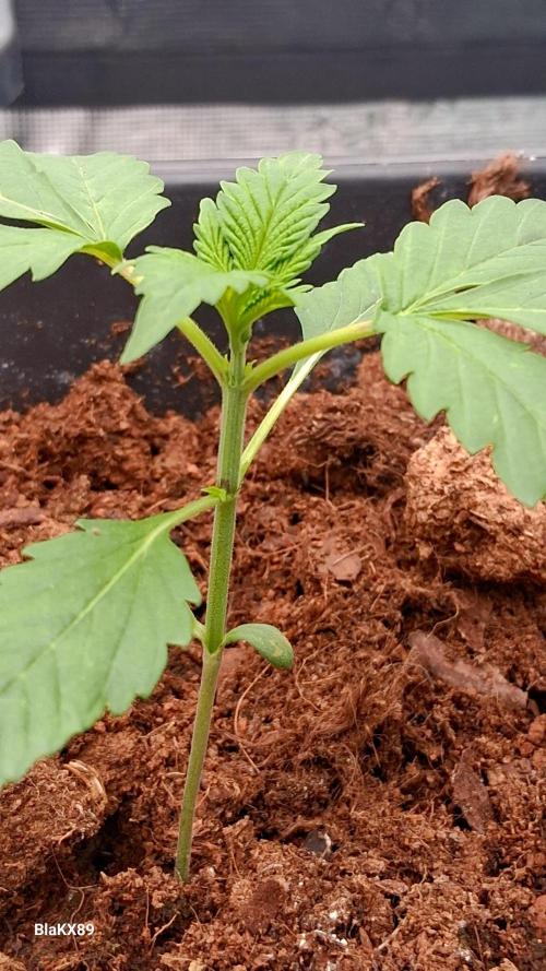 Banana Purple Auto | Paradise Seeds. Week 1