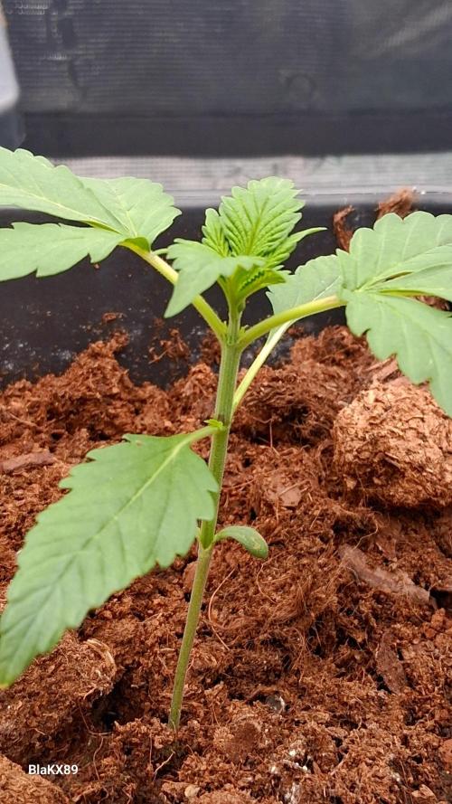 Banana Purple Auto | Paradise Seeds. Week 1