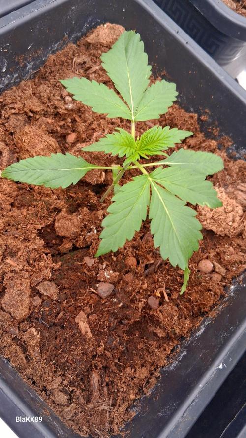 Banana Purple Auto | Paradise Seeds. Week 1