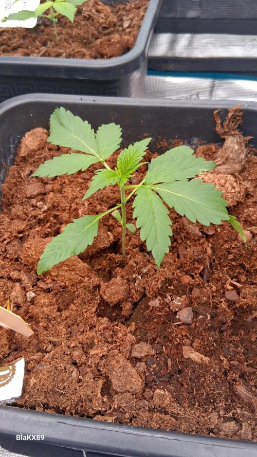 Banana Purple Auto. Week 1