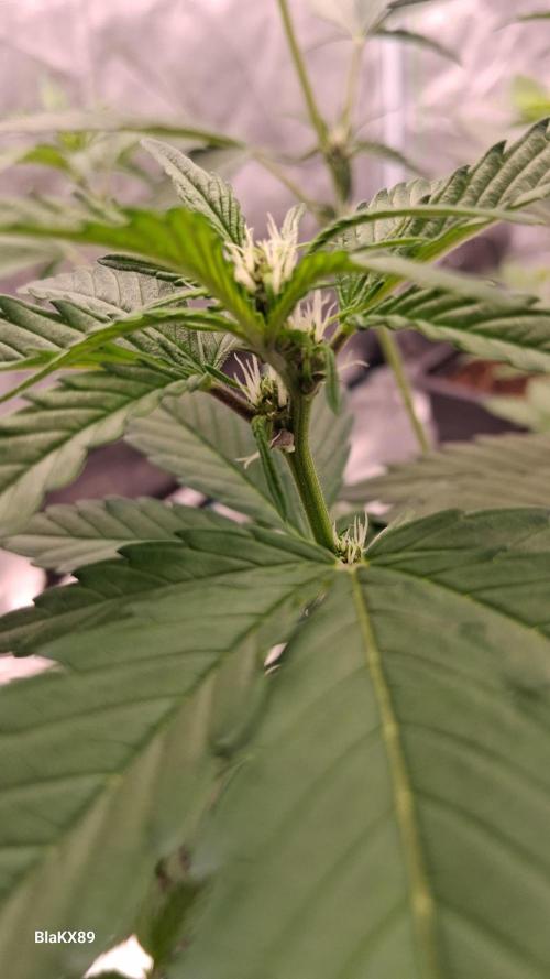 Auto | Namis Orangen von V-Buds mit EPN. Week 3