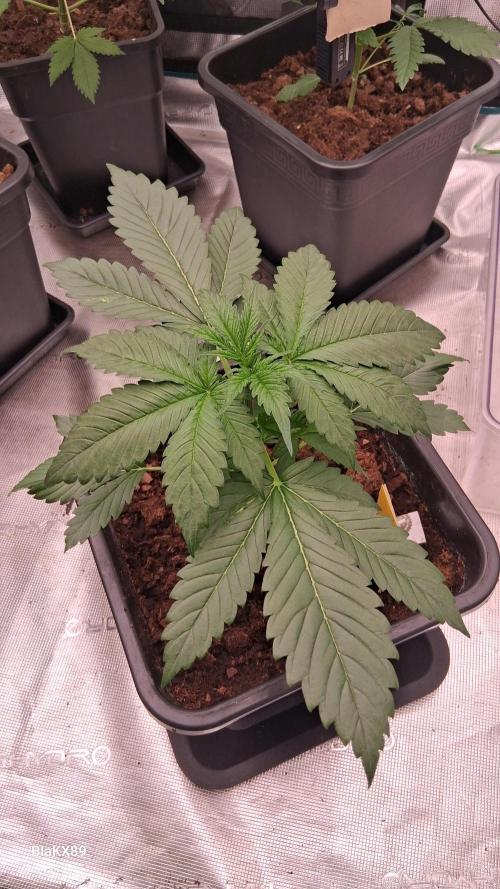 Banana Purple Auto | Paradise Seeds. Week 2