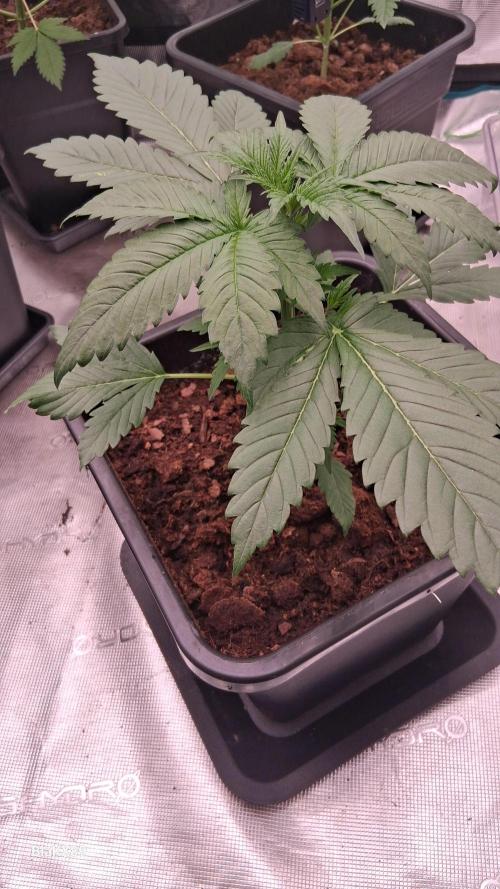Banana Purple Auto | Paradise Seeds. Week 2