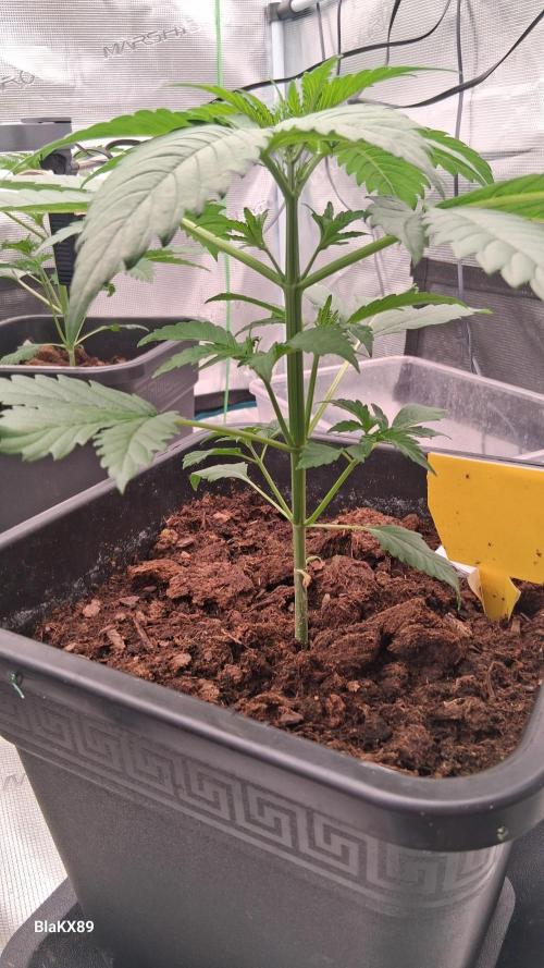 Banana Purple Auto | Paradise Seeds. Week 2