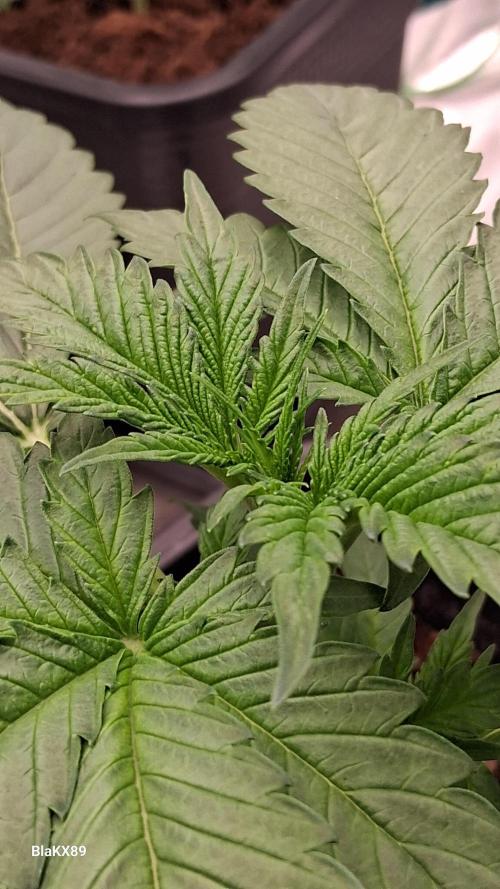 Banana Purple Auto | Paradise Seeds. Week 2