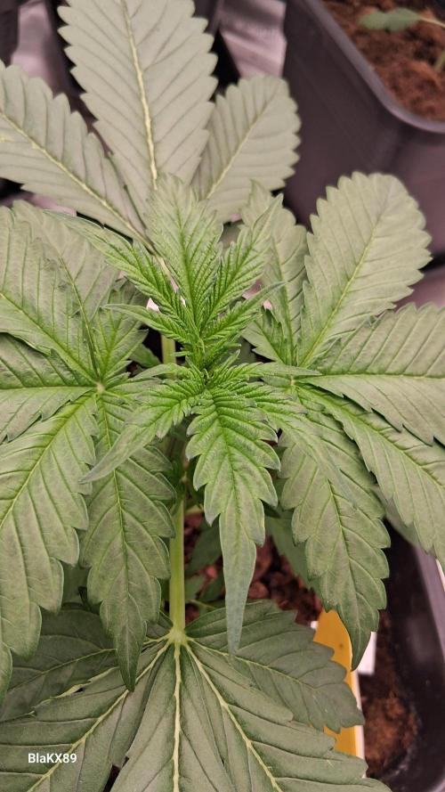 Banana Purple Auto | Paradise Seeds. Week 2