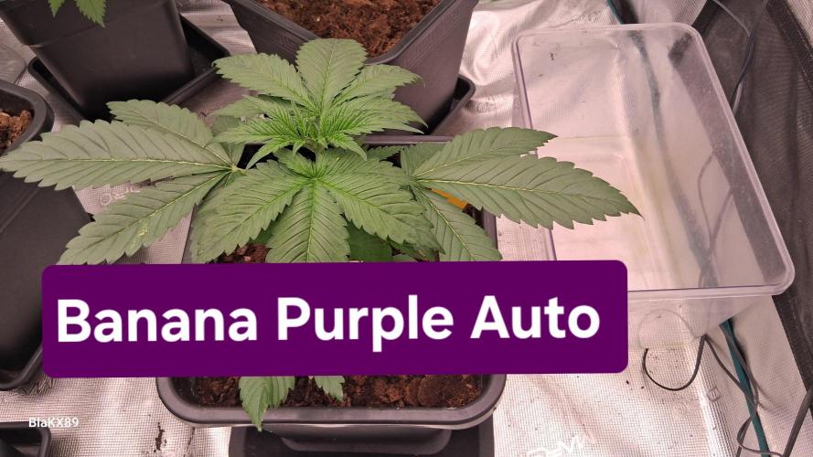 Banana Purple Auto | Paradise Seeds. Week 2