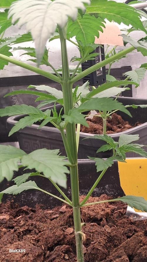 Banana Purple Auto | Paradise Seeds. Week 2