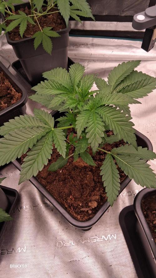 Mendo Frost Auto ❄️ 🏆. Week 2