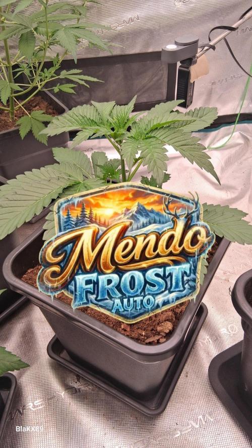 Mendo Frost Auto ❄️ 🏆. Week 2