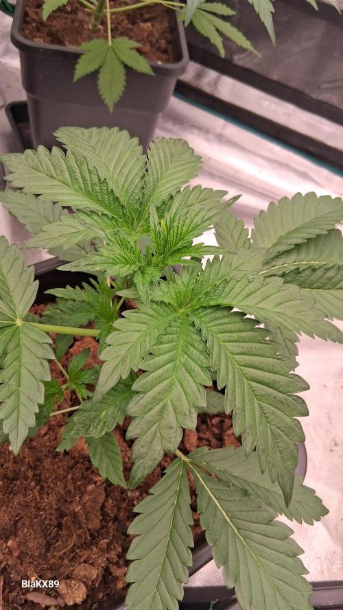 Mendo Frost Auto ❄️ 🏆. Week 2