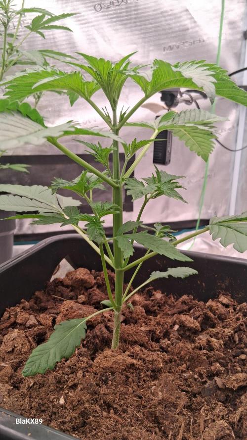 Mendo Frost Auto ❄️ 🏆. Week 2