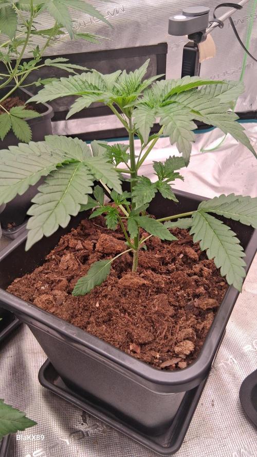 Mendo Frost Auto ❄️ 🏆. Week 2