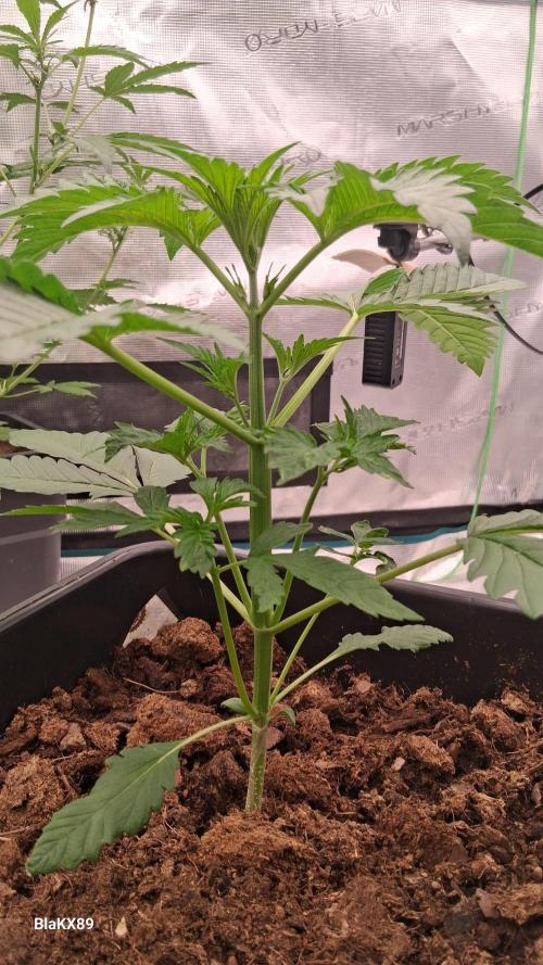 Mendo Frost Auto ❄️ 🏆. Week 2