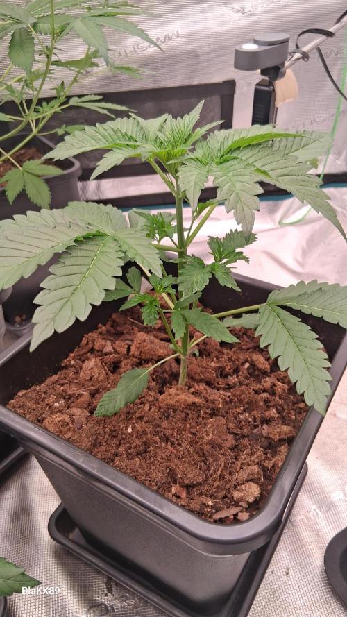 Mendo Frost Auto ❄️ 🏆. Week 2