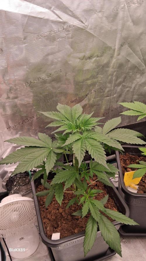 Guava Runtz Auto - Champion Line 🏆. Week 2