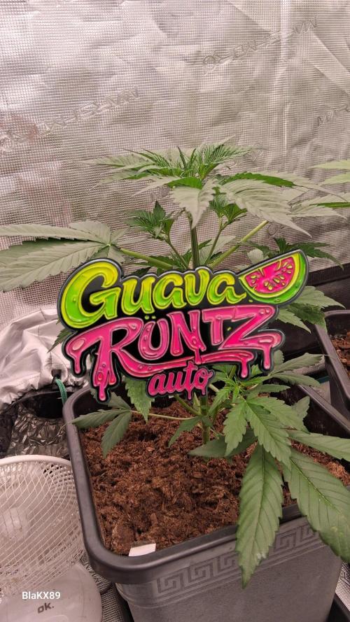 Guava Runtz Auto - Champion Line 🏆. Week 2