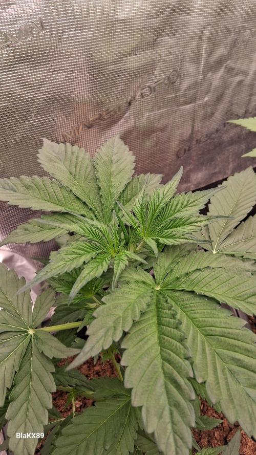 Guava Runtz Auto - Champion Line 🏆. Week 2